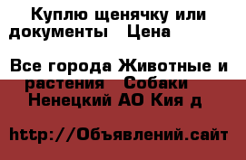 Куплю щенячку или документы › Цена ­ 3 000 - Все города Животные и растения » Собаки   . Ненецкий АО,Кия д.